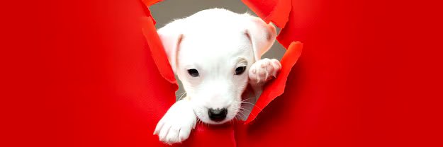 InformeCachorro's profile banner image
