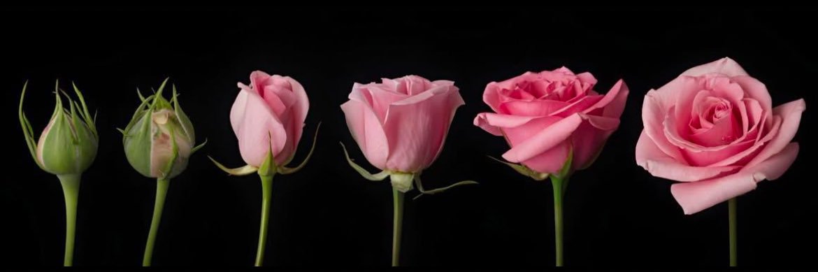 angelineee_f's profile banner image