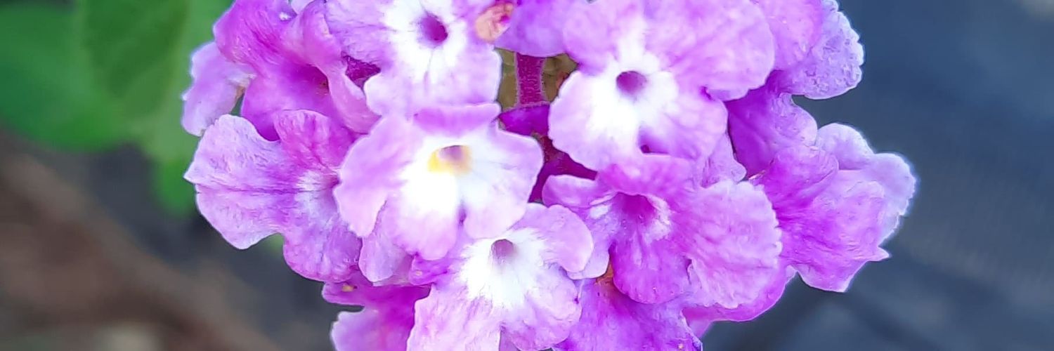 adrianosacc's profile banner image