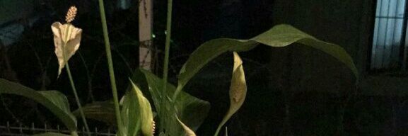 cerenakcabay's profile banner image