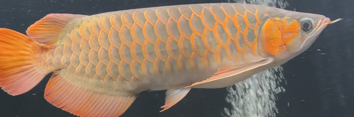 tropical fish_miramira banner