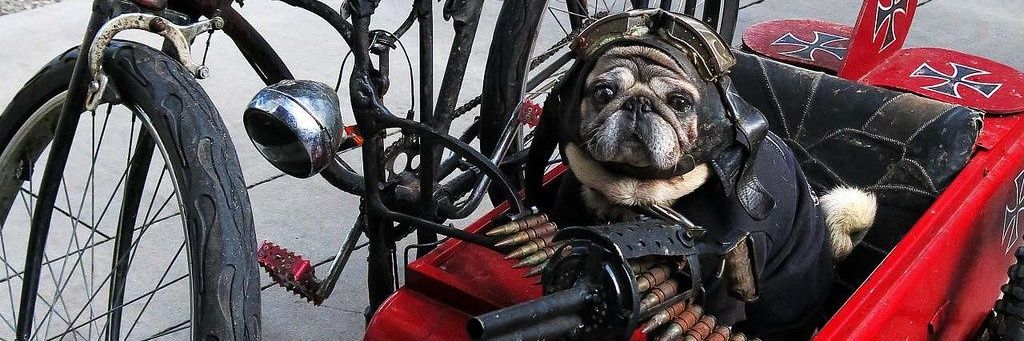 PUG (🔮,🐬) banner