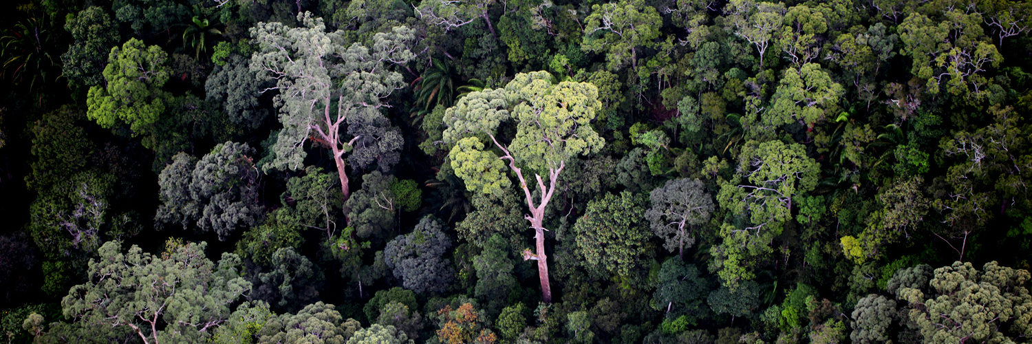 mongabay_es's profile banner image