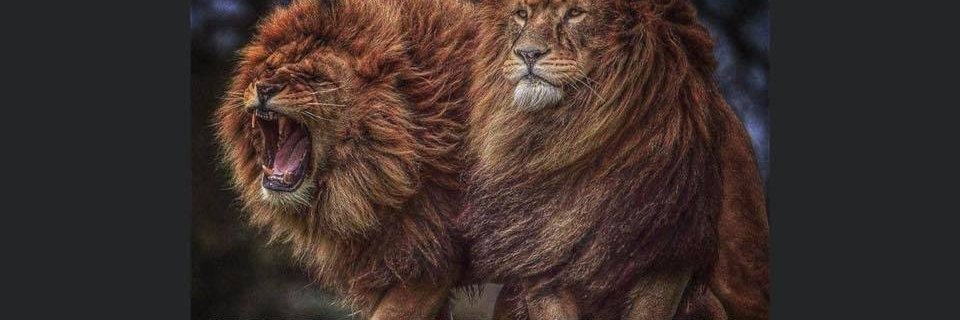 Katherine(Katydidit) banner