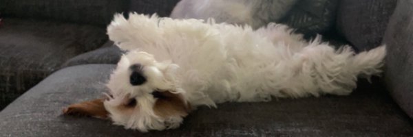 TI325 Profile Banner