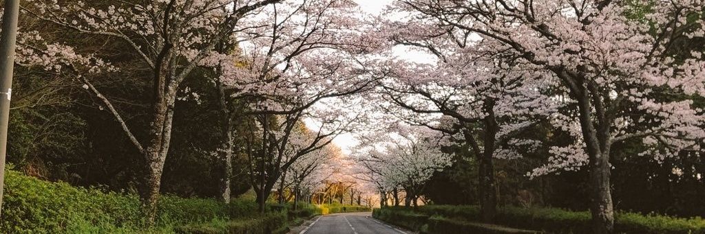 花菱 banner