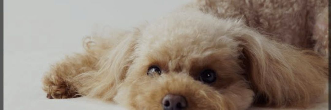 ch-0313🪞💙🎭 banner