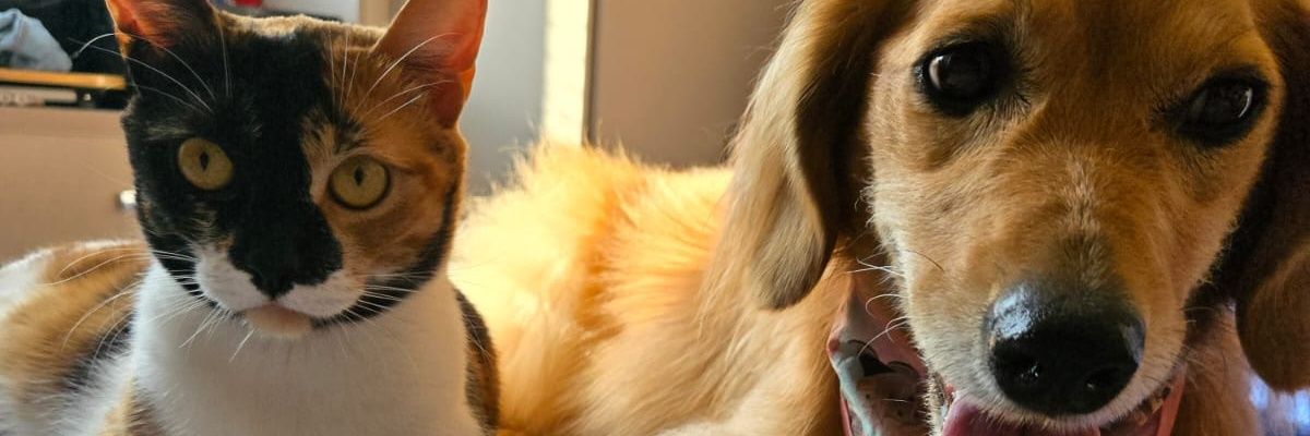 Nikolas Ferrante banner