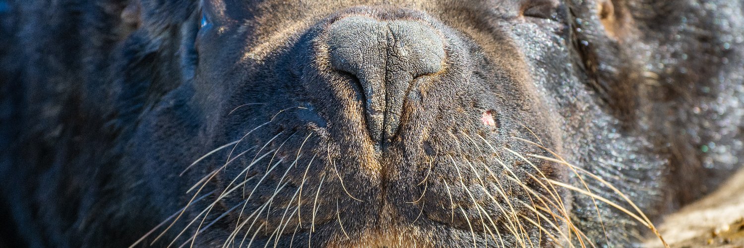 Mamíferos Marinos UNMdP banner