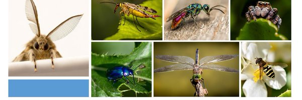 EntoStudents Profile Banner