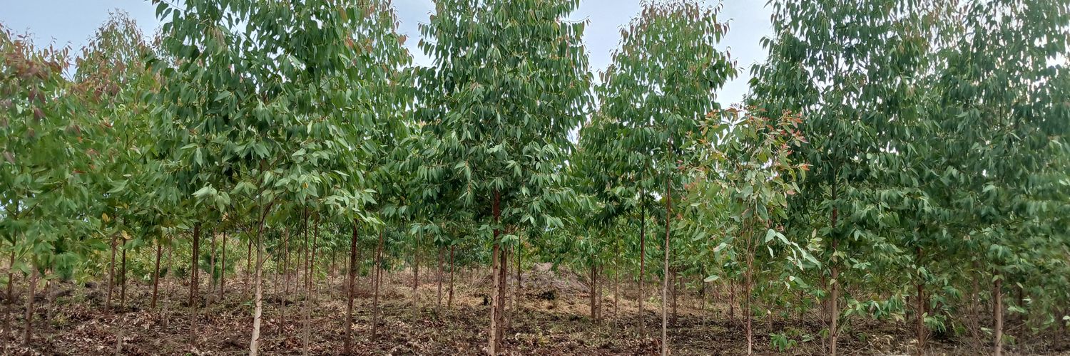 augustine iyeset banner