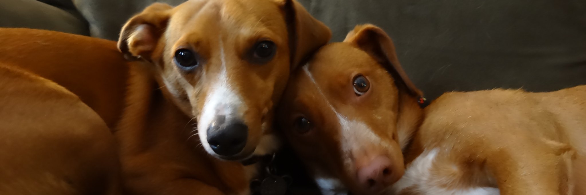 chiweenieboys's profile banner image