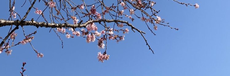 春木 banner
