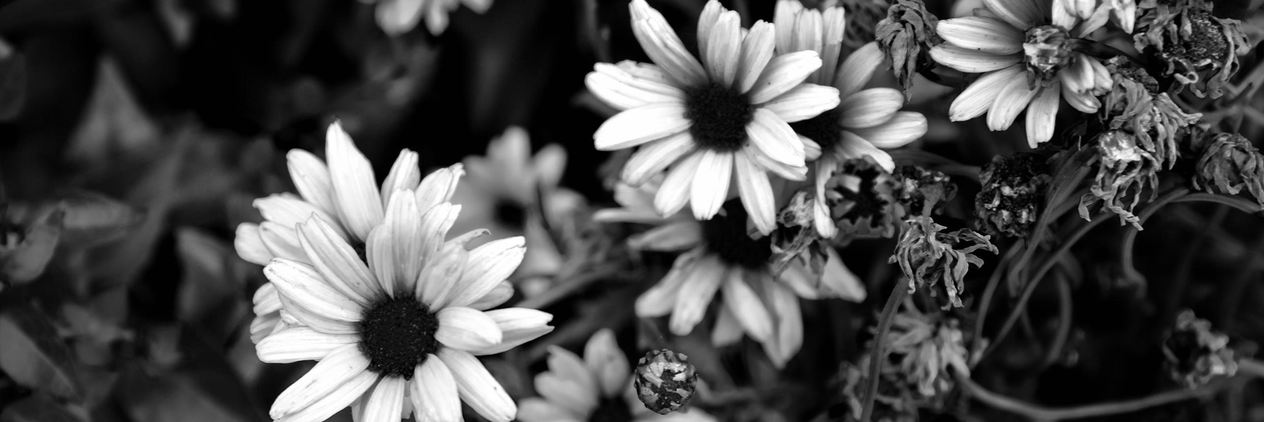 Barbimarconi's profile banner image
