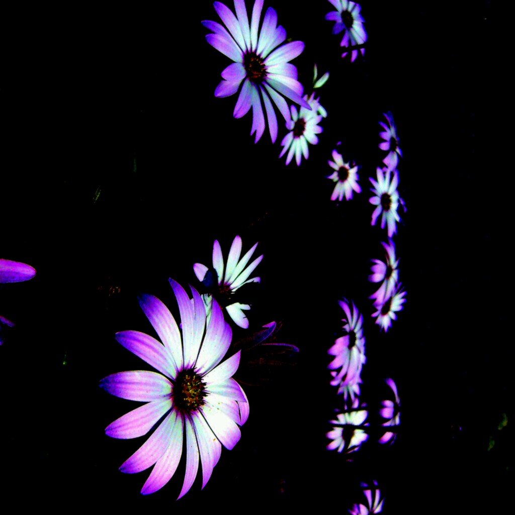 desireealexa's profile banner image