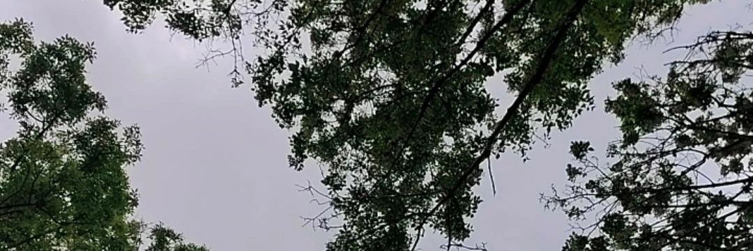 1_Laura8's profile banner image