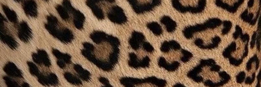 cjeevanja's profile banner image
