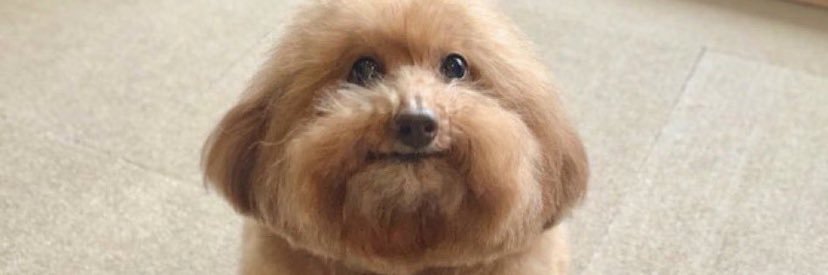 Internets daily videos banner