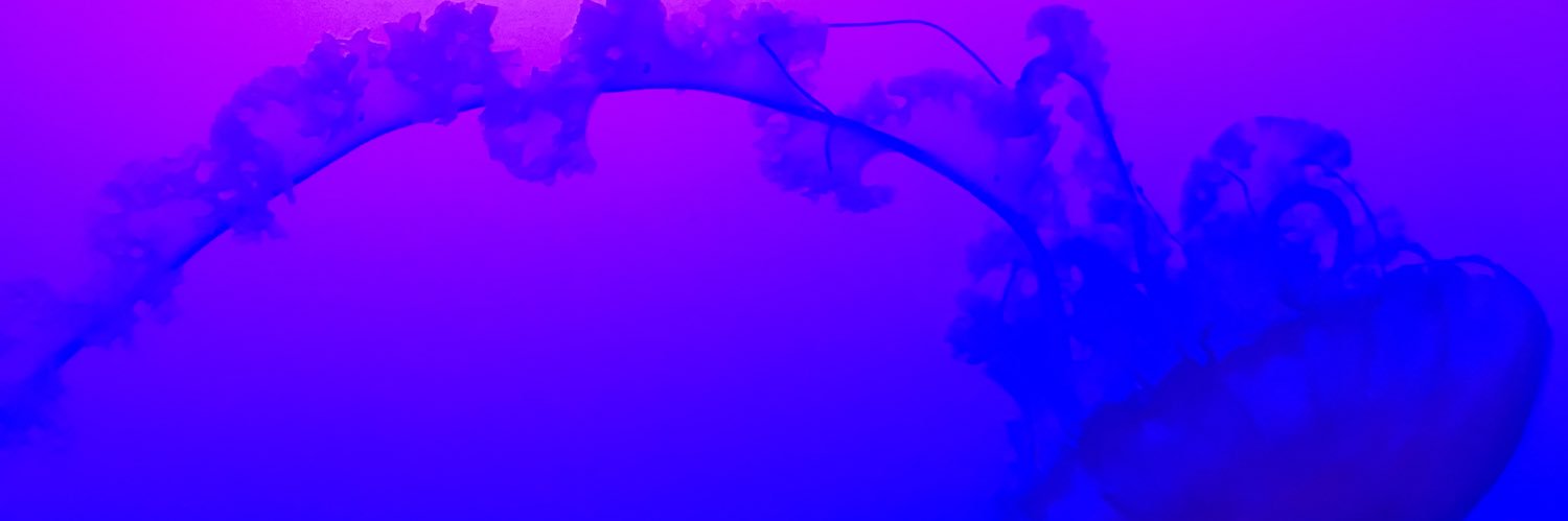 Jennifer Romanelli banner