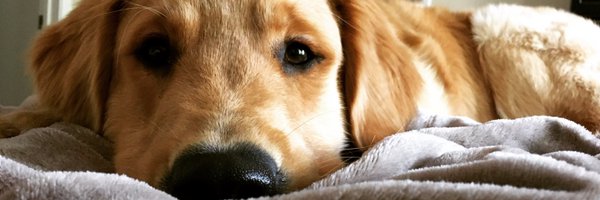 paigemdowd Profile Banner
