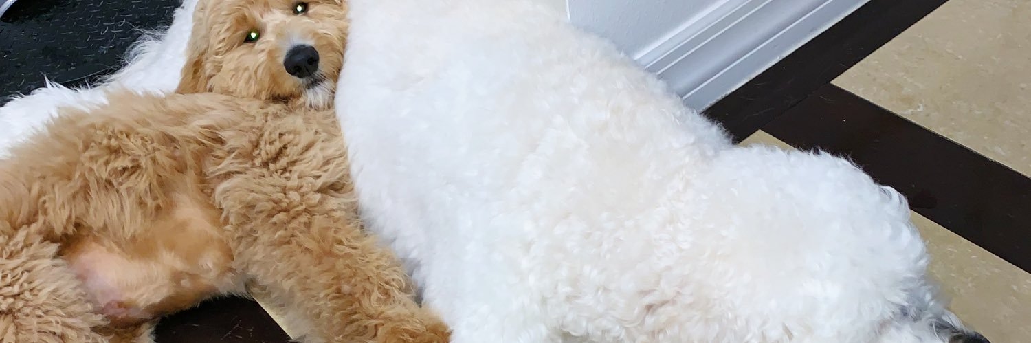 ZepedaNick's profile banner image