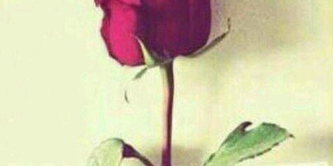 منيرة الرفيدي القحطاني banner