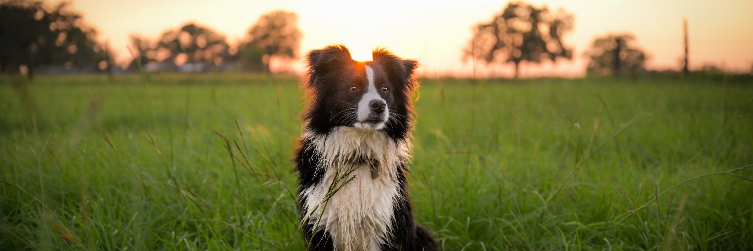 countryole's profile banner image