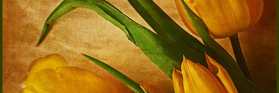 NimrodH7's profile banner image
