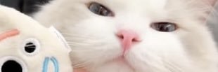 ｼﾅﾓ banner