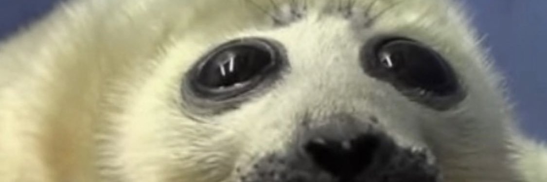 borzoigine's profile banner image