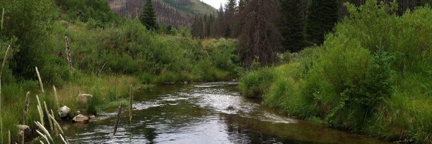 bear_fishing's profile banner image