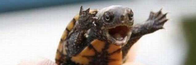 Ramona Rodriguiz banner