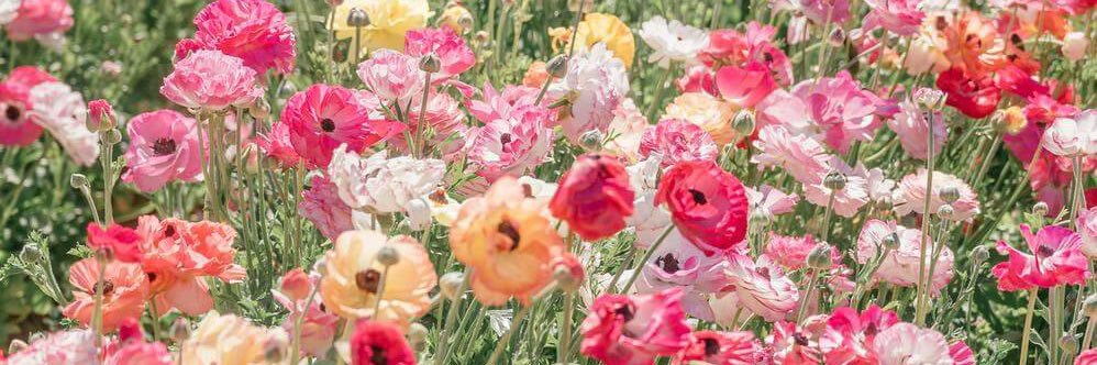 Jasmine Sherni banner