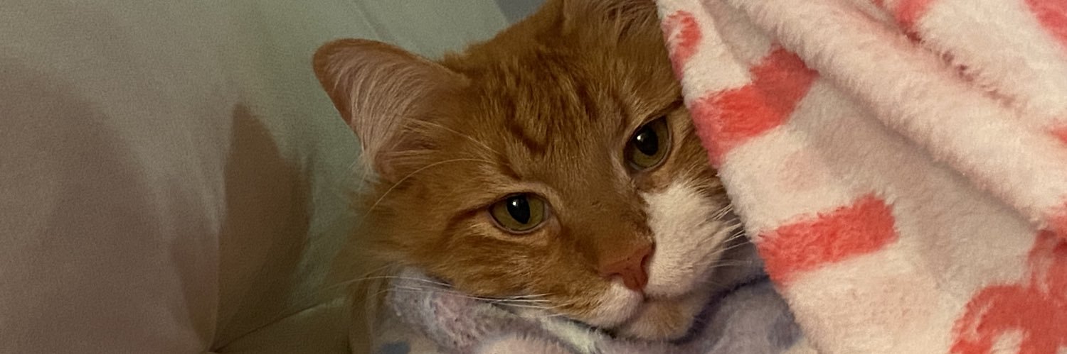 brebrebun's profile banner image
