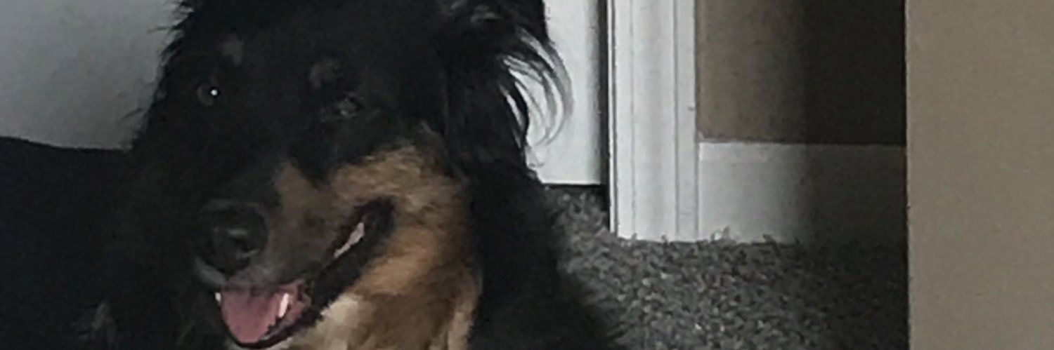 SunyJohnson's profile banner image