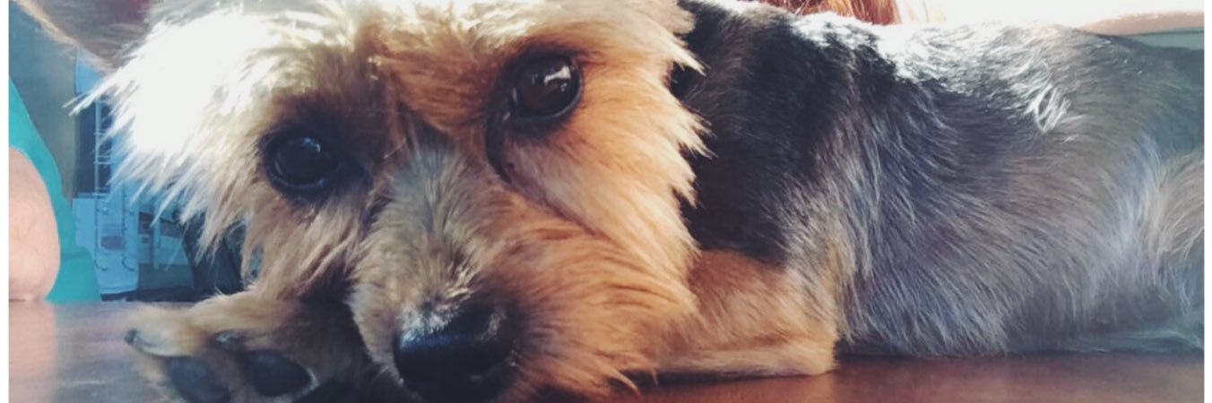 Brittaannyy12's profile banner image