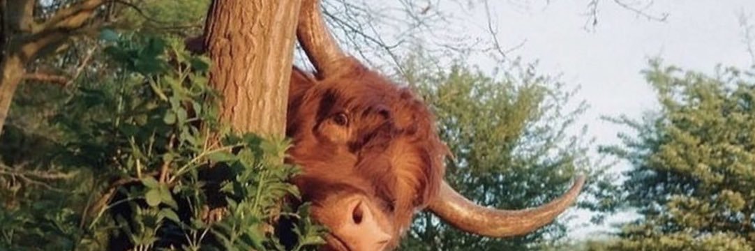 Saint Gustavo banner