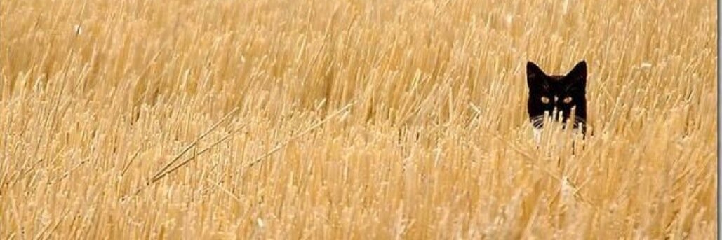 dianegall's profile banner image