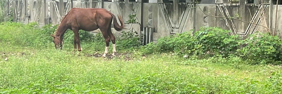 Conservative Fren banner