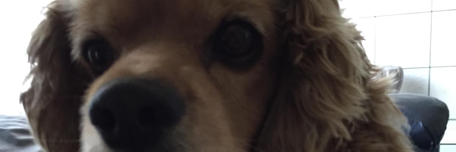 HiMyNamesLuigi's profile banner image
