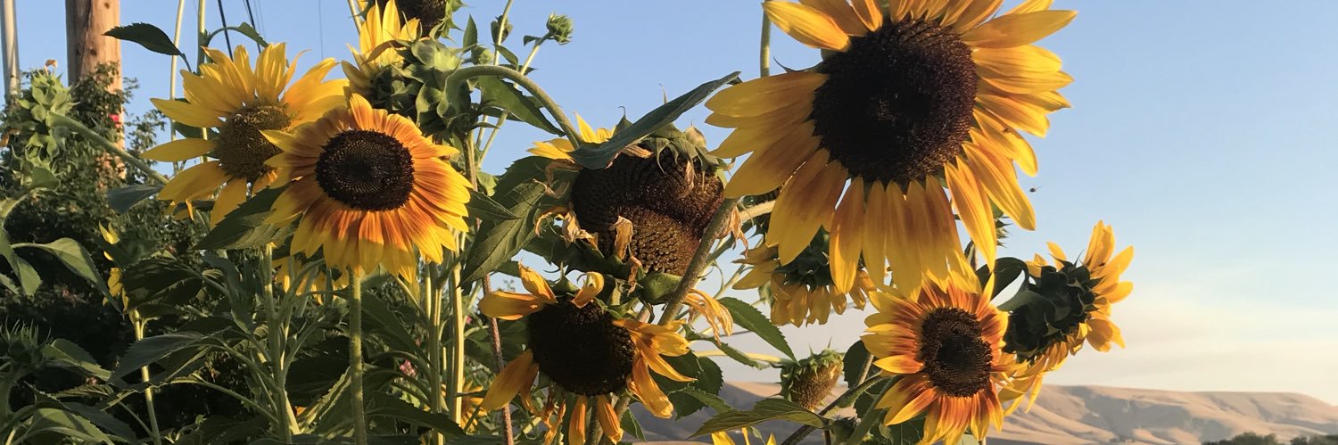 dr_raq_steady banner