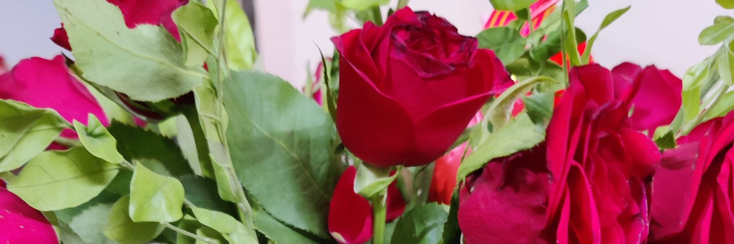 zeshta79's profile banner image