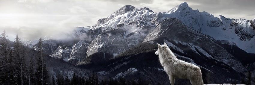 yesilal's profile banner image
