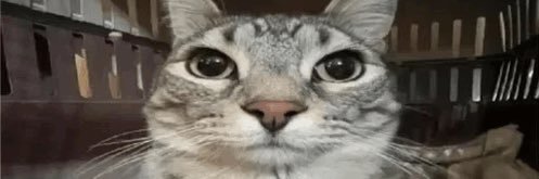 Petit Corbeau banner