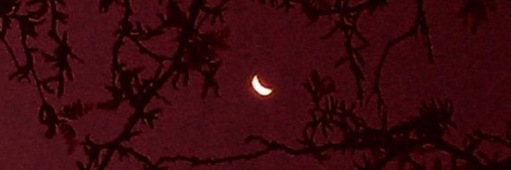 ♏️ scorp bee 🐝 🇵🇸 banner