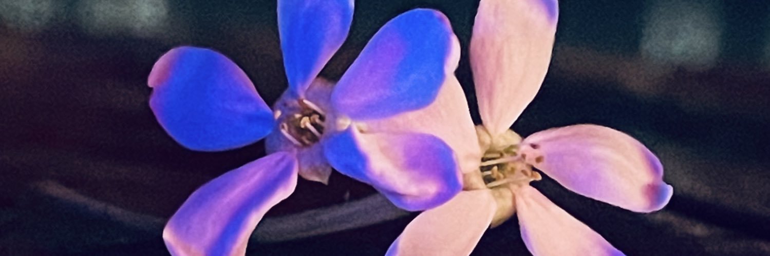 yeldaa8's profile banner image