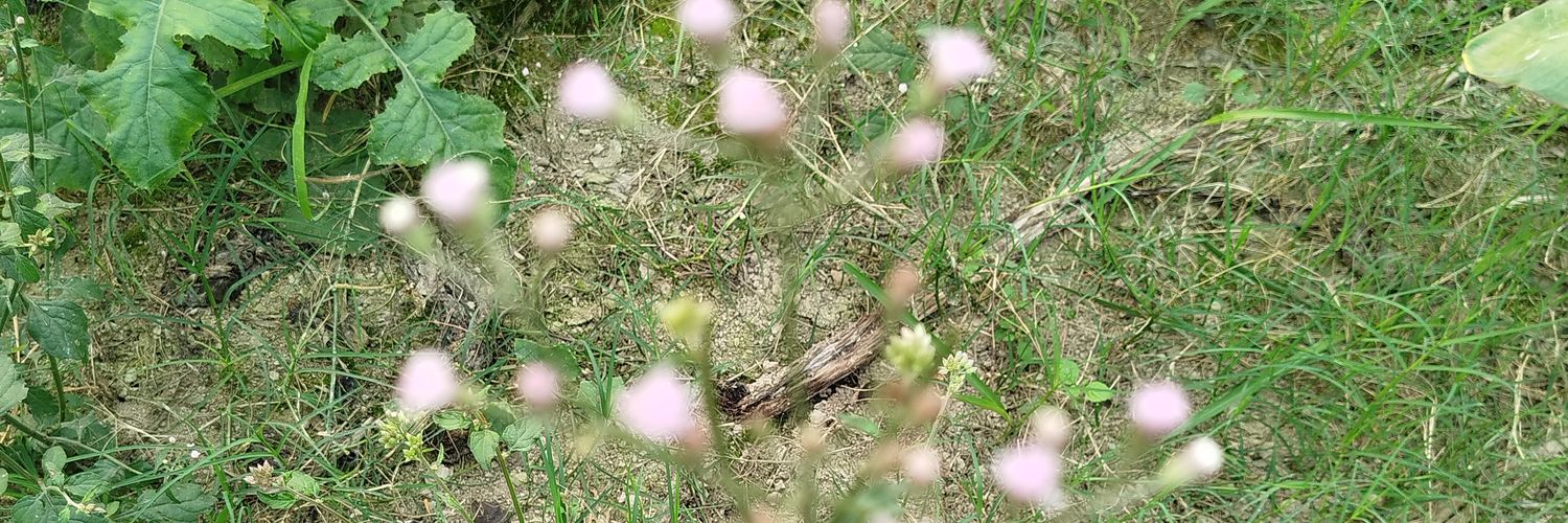 NAEM978's profile banner image