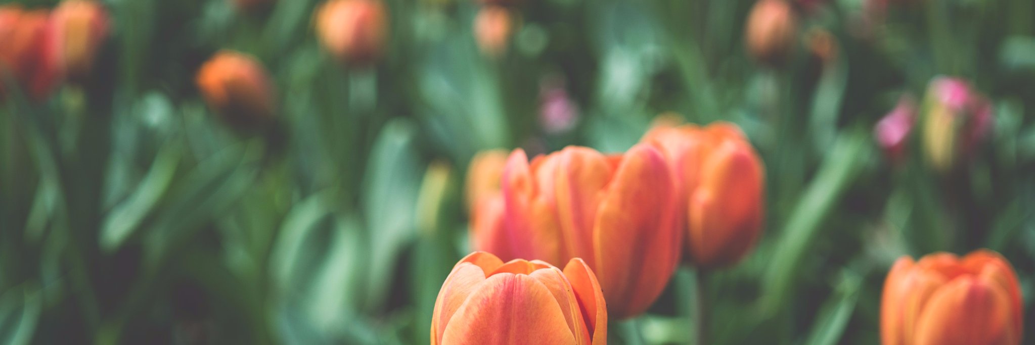 Richard van Denderen banner