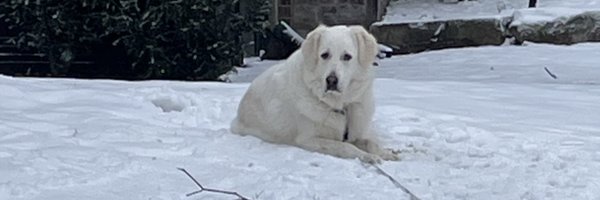 Tkinbear_SSBU Profile Banner