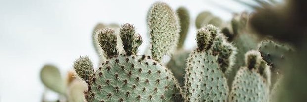 PBotanica's profile banner image